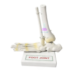 Human Foot Joint Model
